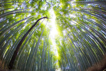 【新山东文学社】《山上的竹林》作者/春韵 主播/小小鸟(图5)