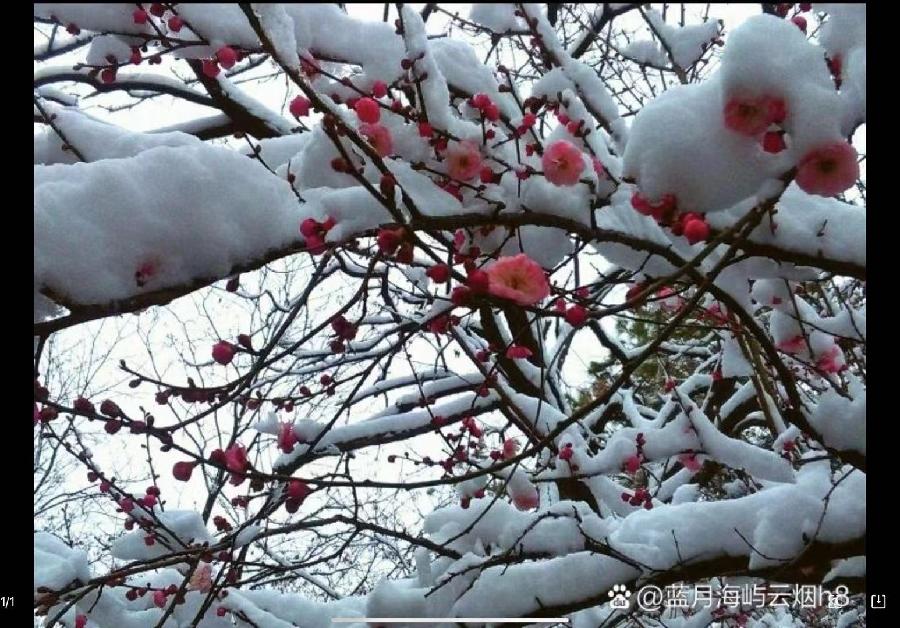 大雪节气诉说文/李 庆 和（图4）