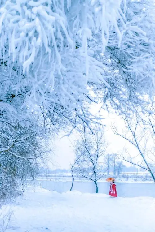 想 雪‖文图/赵京江（图12）