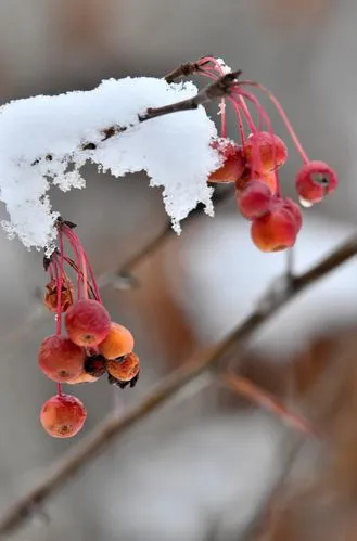 想 雪‖文图/赵京江（图8）