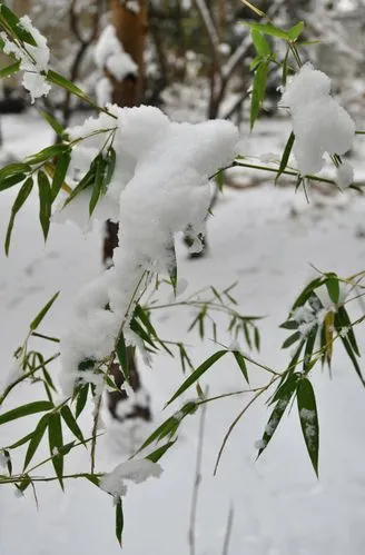 想 雪‖文图/赵京江（图6）