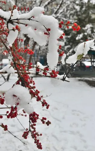 想 雪‖文图/赵京江（图7）