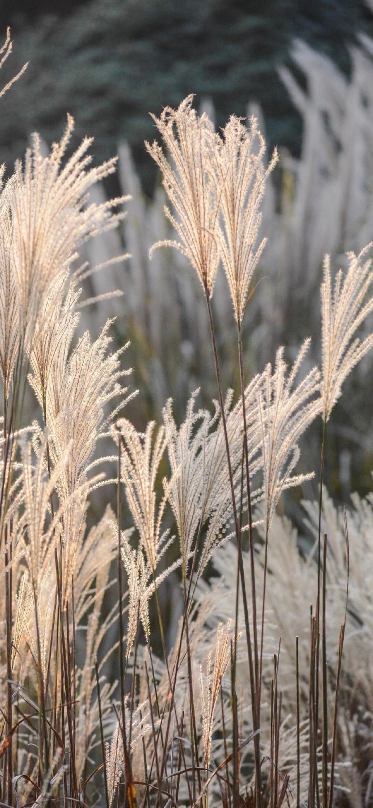 曹丽朗诵【芦苇的气魄】作者/刘伙力（图4）