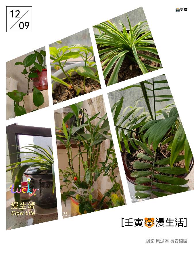 【美摄·漫生活集锦】（第一集）（图7）