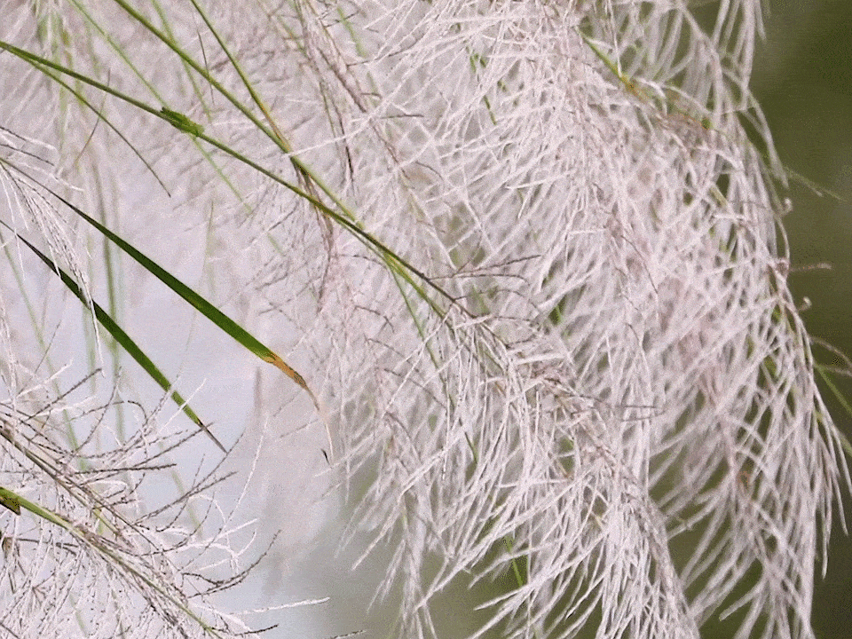 《芦苇礼赞》作者/裴新政主播/馨园小主审核/庆福编辑/胡琴(图9)