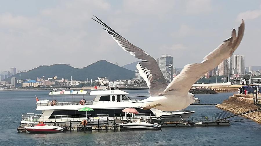栾武江散文《殇思旅顺口》之五 主播:灵感 编辑:小鱼儿 【北疆头条】(第428期)(图2)