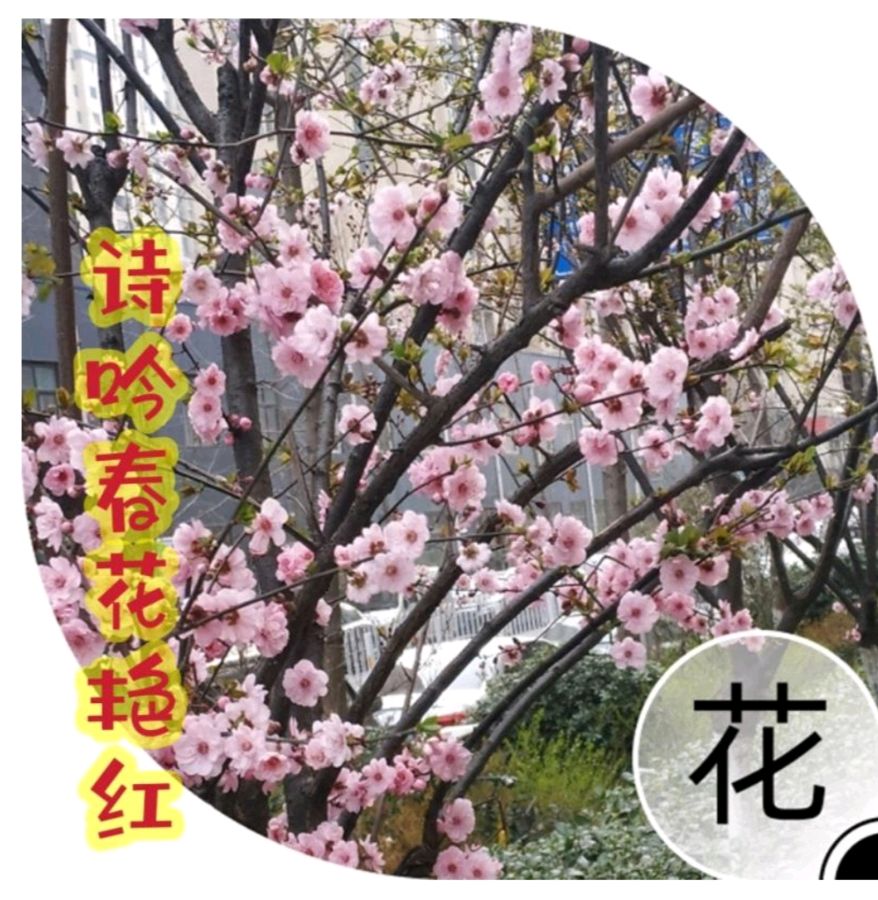 【美摄·漫生活集锦】（第五集）（图3）