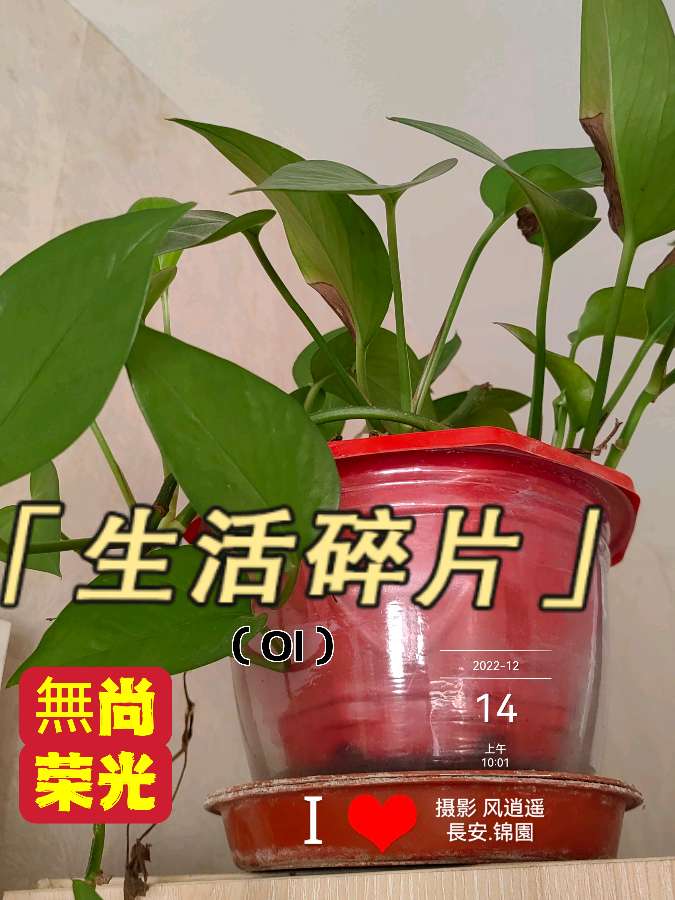 【生活碎片·荣光】01