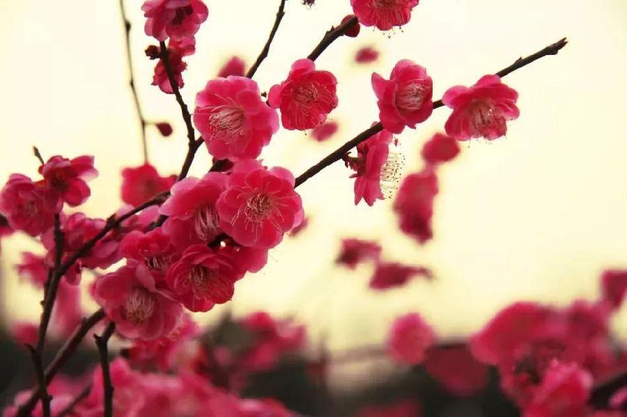 【都市头条向幸福出发编辑部】第681期 梅的心扉 文 如月 主播 张春荣（图2）