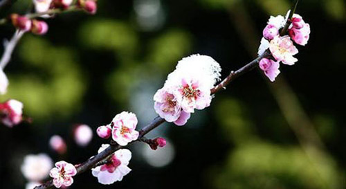 【都市头条向幸福出发编辑部】第681期 梅的心扉 文 如月 主播 张春荣（图6）