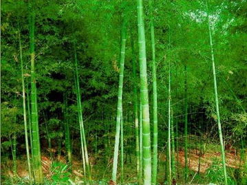 【都市头条向幸福出发编辑部】第687期 伴 文 如月（图4）