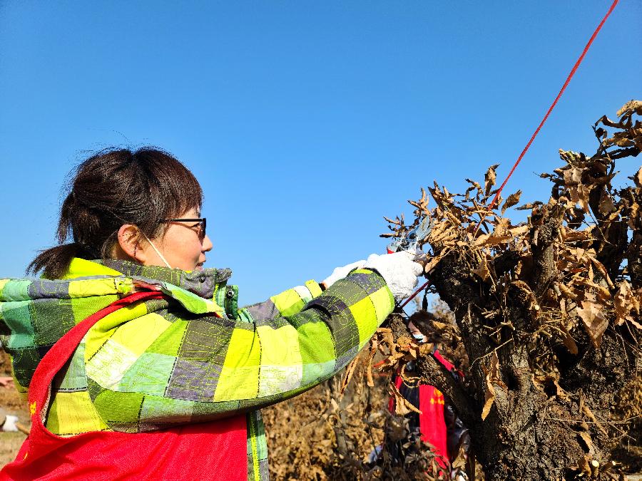 河南鲁山：蚕业发展服务中心工会举办国有蚕坡冬季管护技能比赛活动（图2）