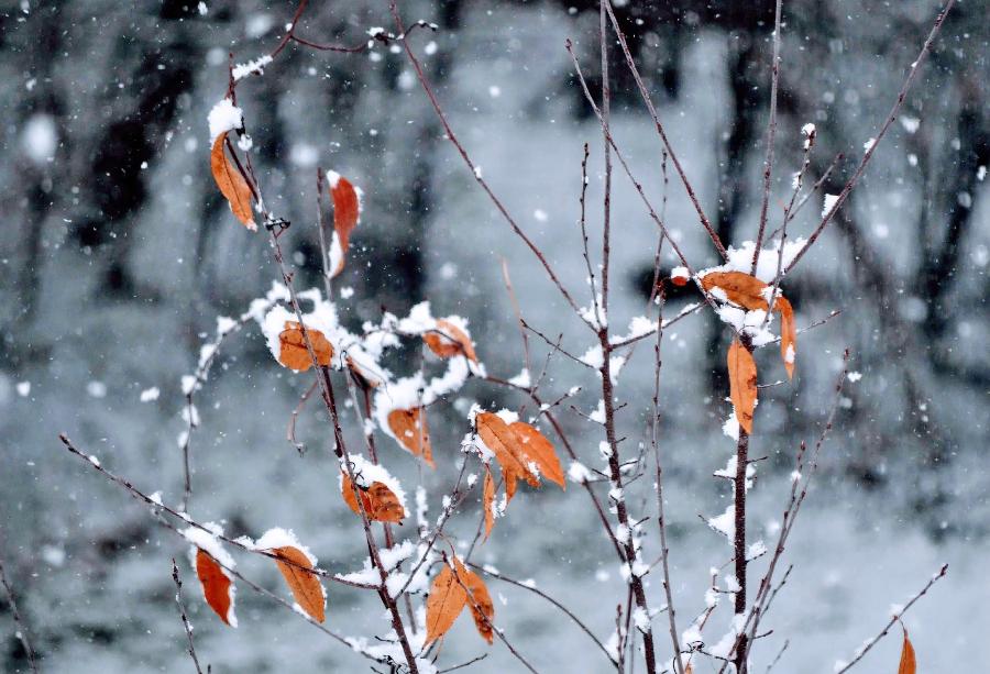 【新诗大观】期待一场美丽的小雪||文/最美的时光(图2)