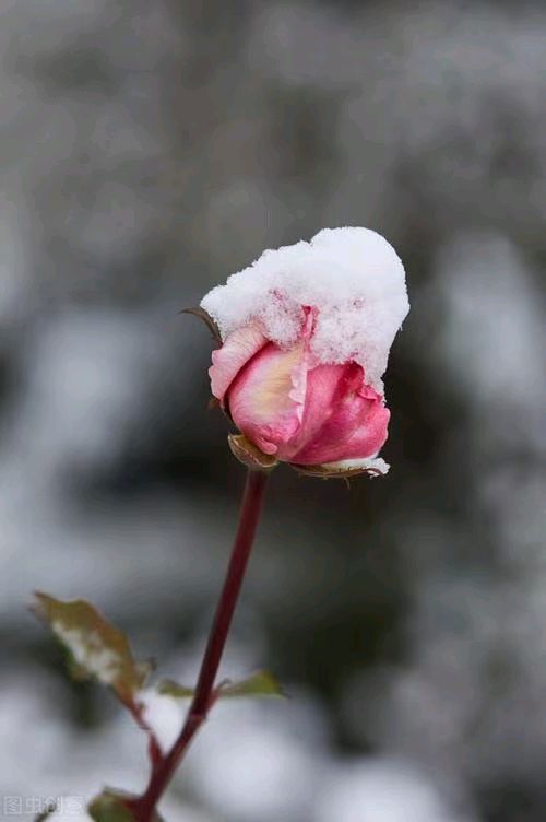 中华诗艺社黑龙江分社推介/诗人林杨:雪花飘起时遇到了你（图9）