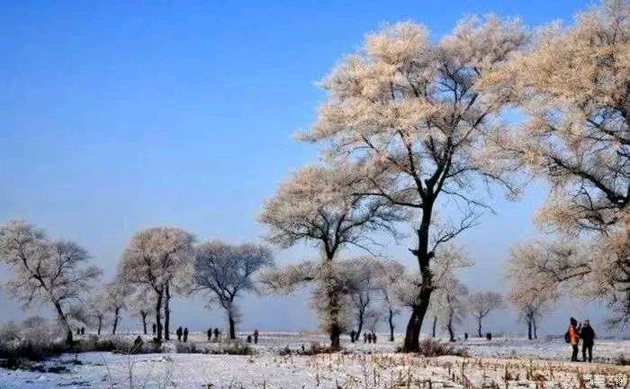 故乡的雪花 作者 张德群 京津沪头条（图6）