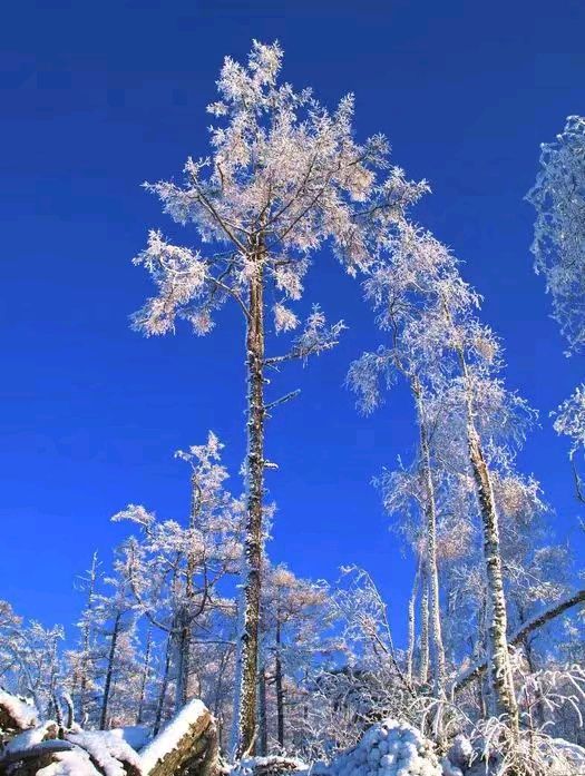 中华诗艺社黑龙江分社推介/雪山飞狐:浣溪沙·雪霁美(李煜体）（图9）