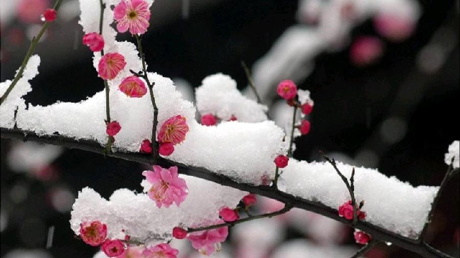 《九江文学社:北京头条》群英荟萃(图16)