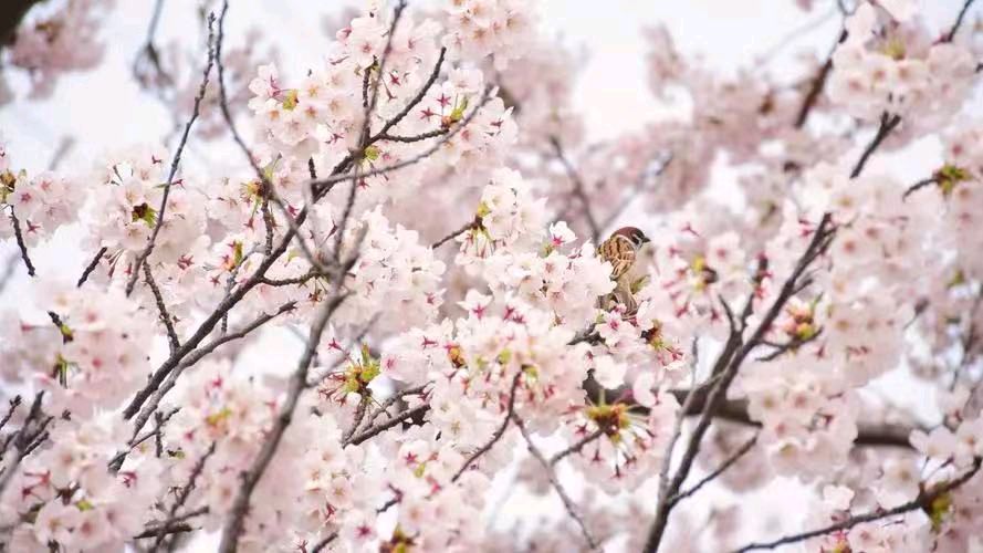 张巨山力作/秦岭樱花（图3）