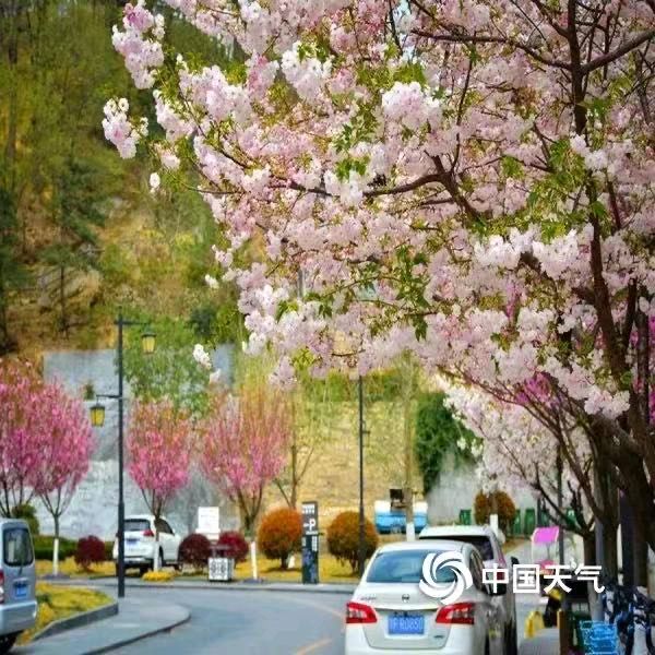 张巨山力作/秦岭樱花（图5）