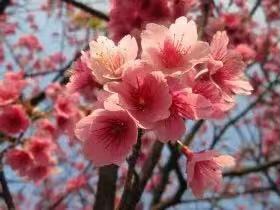 张巨山力作/秦岭樱花（图6）