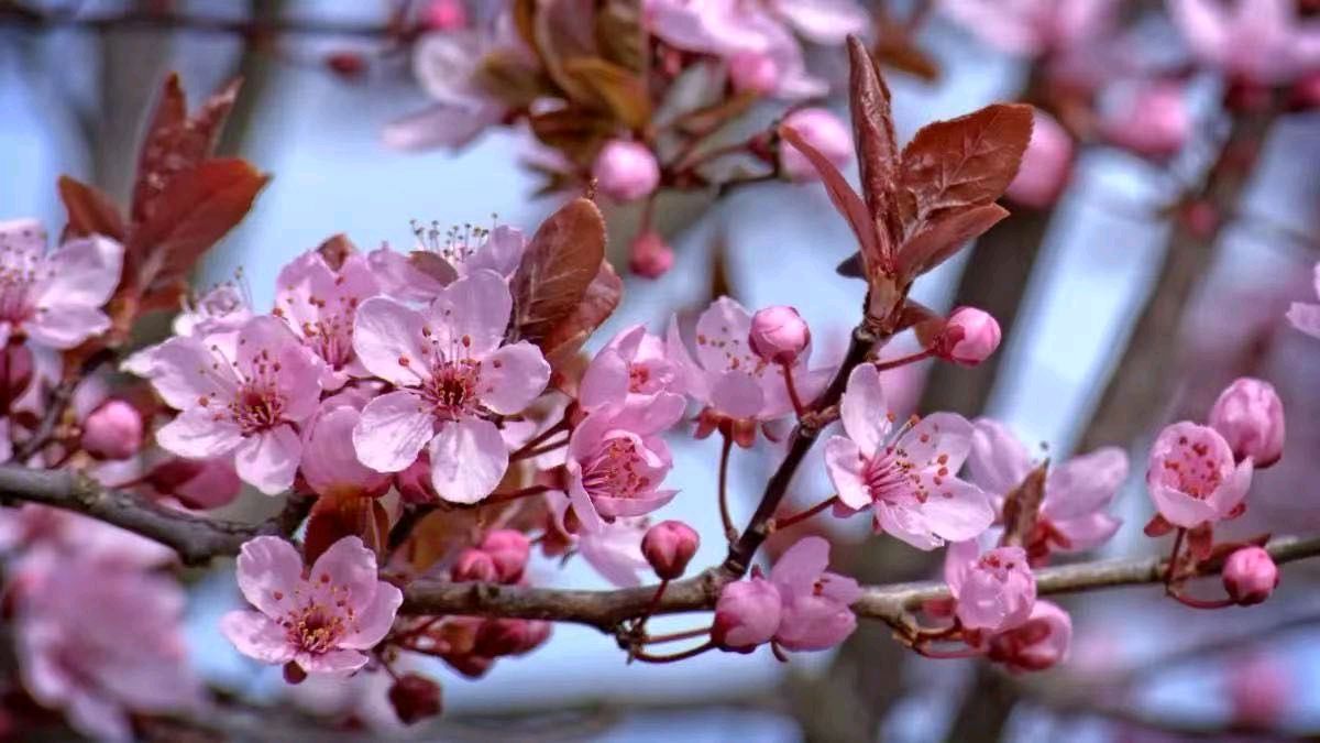 张巨山力作/秦岭樱花（图4）