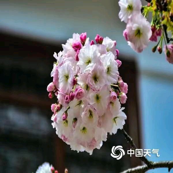 张巨山力作/秦岭樱花（图8）