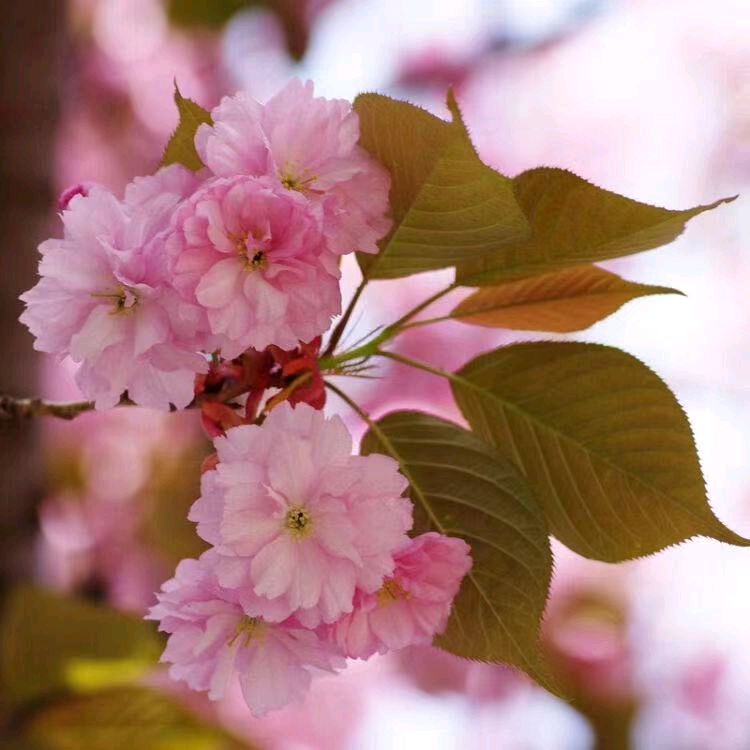 张巨山力作/秦岭樱花（图7）