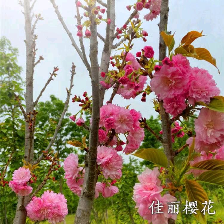 张巨山力作/秦岭樱花（图9）