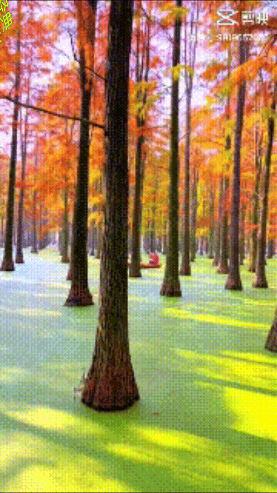 【中国长江文学社】《该纪念的日子》作者张忠阳/诵读木子/制作宋梅【第4895期】（图2）