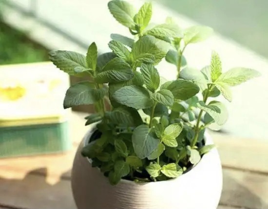 【新诗大观】飘飞的薄荷||文/邹水平（图3）