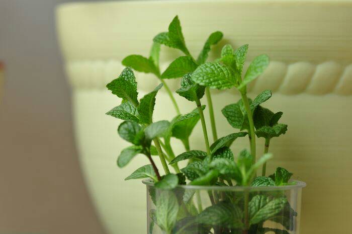 【新诗大观】飘飞的薄荷||文/邹水平（图4）