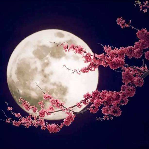 张昕冬月诗词曲四首（图4）