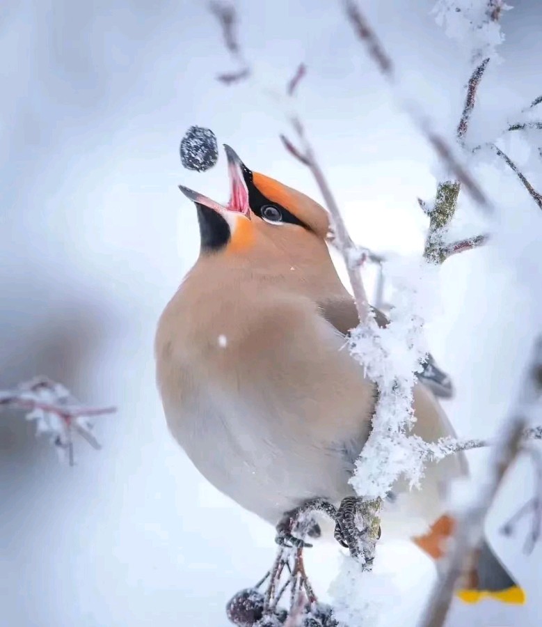 雪山飞狐:春光好·道早安(欧阳炯体）（图9）