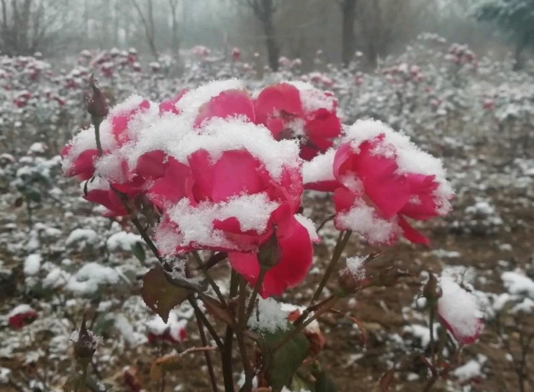 卜算子 大雪 原作/梁立锋（图2）