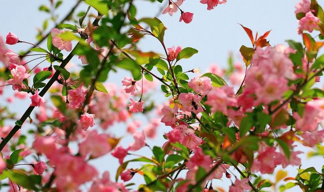【五月的鲜花诗歌朗诵艺术团】特刊《海棠花祭》作者邓颖超 主播魏长利(图5)