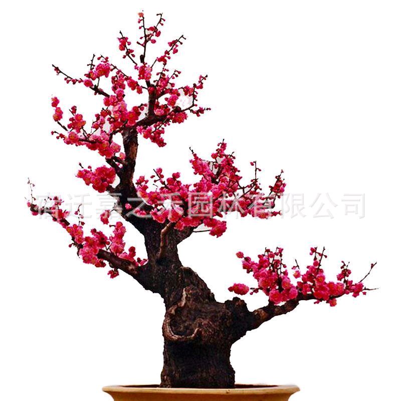 腊八蒜 文/南雁北飞，作者：谭纯朴，审核，北京头条编委，（图2）