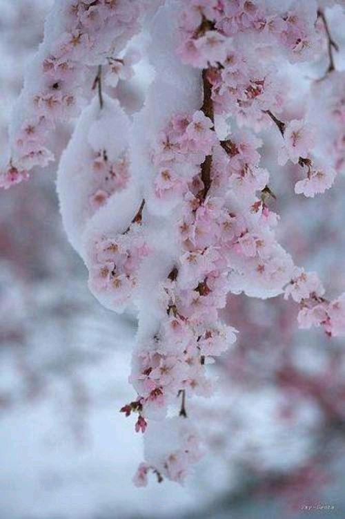 《雪梅之梦》作者:幸福人间【主播:雪如玉】【桃源国际诗歌集团】用声音传递温暖以诵读致敬人生♬（图8）