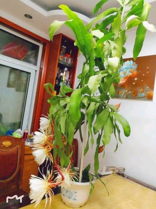 杨玉才(梦笔聋儒):蝶恋花·我家昙花又开了（图4）