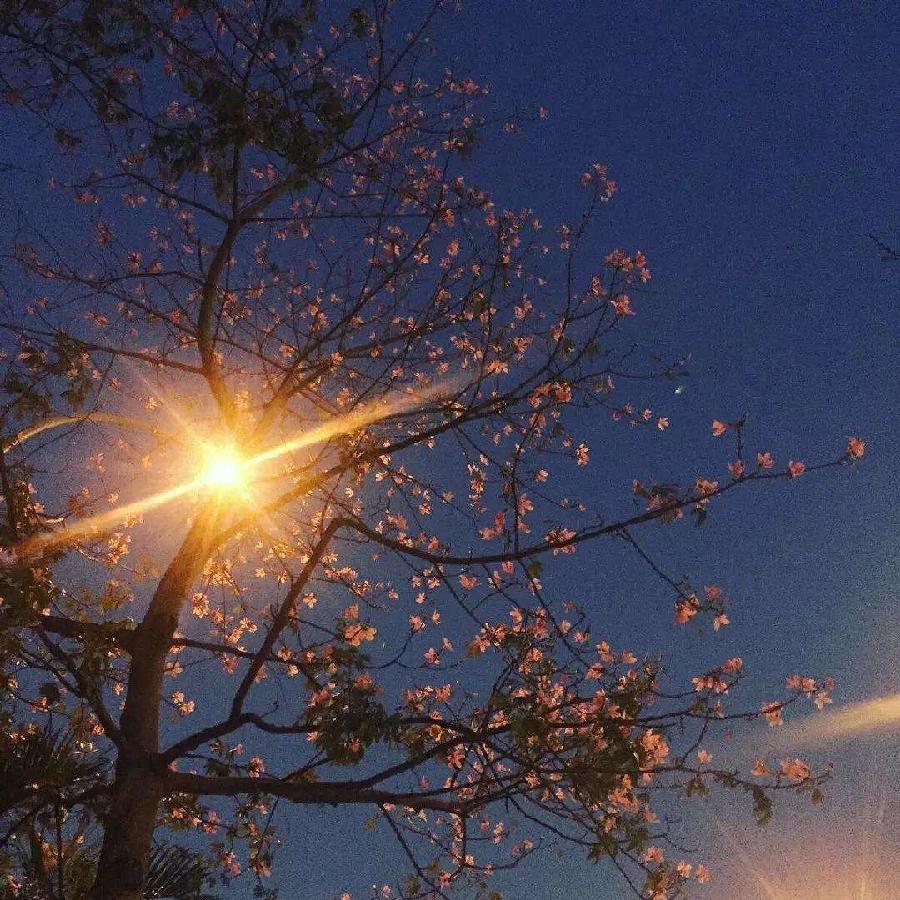 五彩云霞朗诵【眷恋】作者/五彩云霞