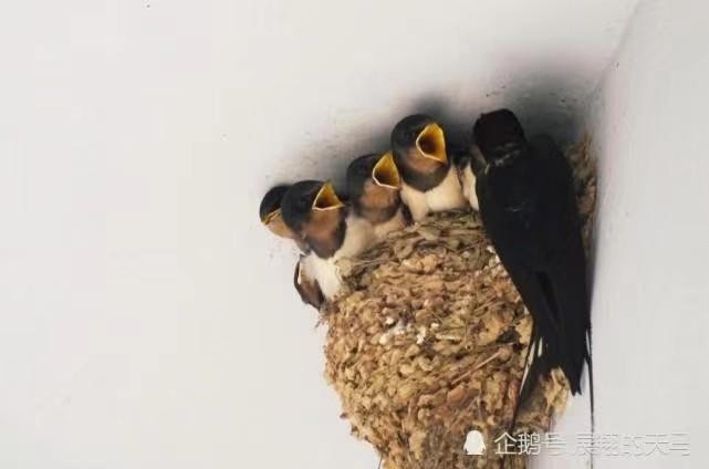 弘华朗诵【新年有新愿】作者/王胜利（图3）