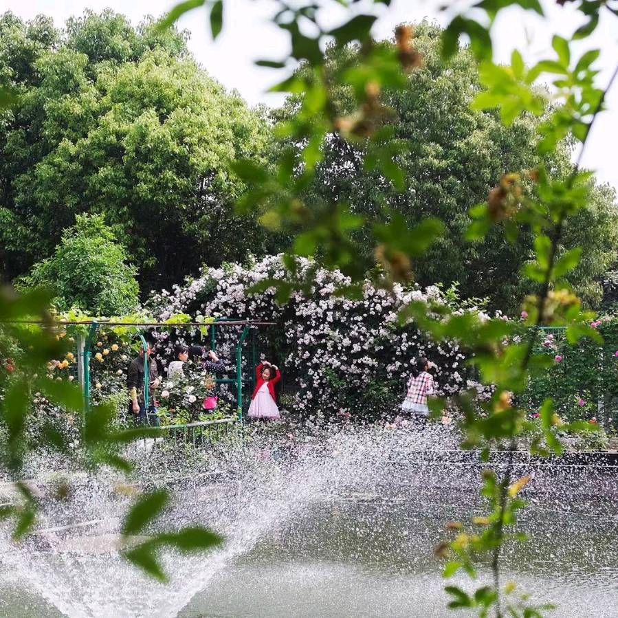 玉兔迎春(图5)