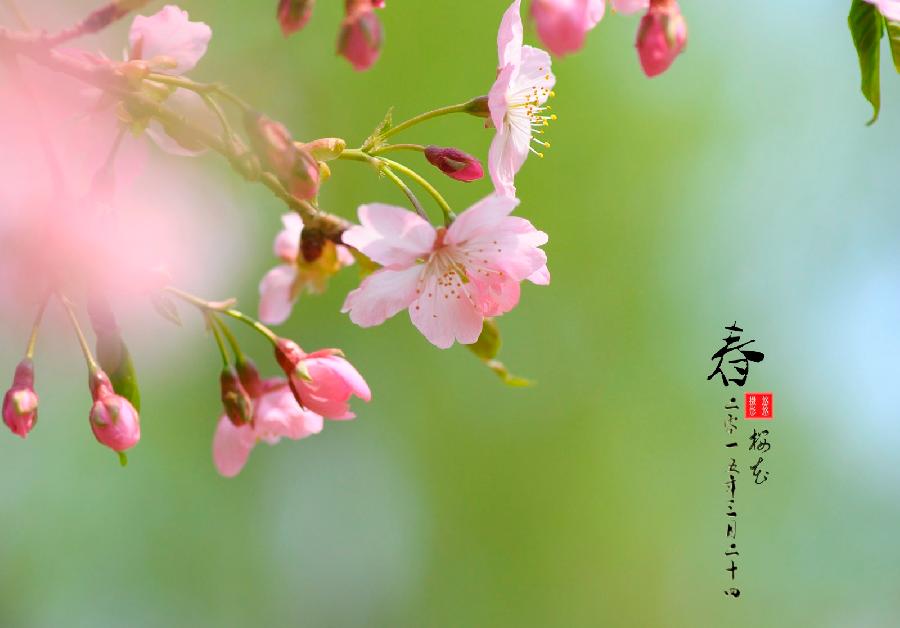 清清朗诵【我要走进春风里】作者/蓝波（图3）