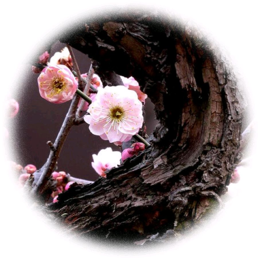 【原创】李振汉:2023年要像梅花一样傲雪凌霜(图10)