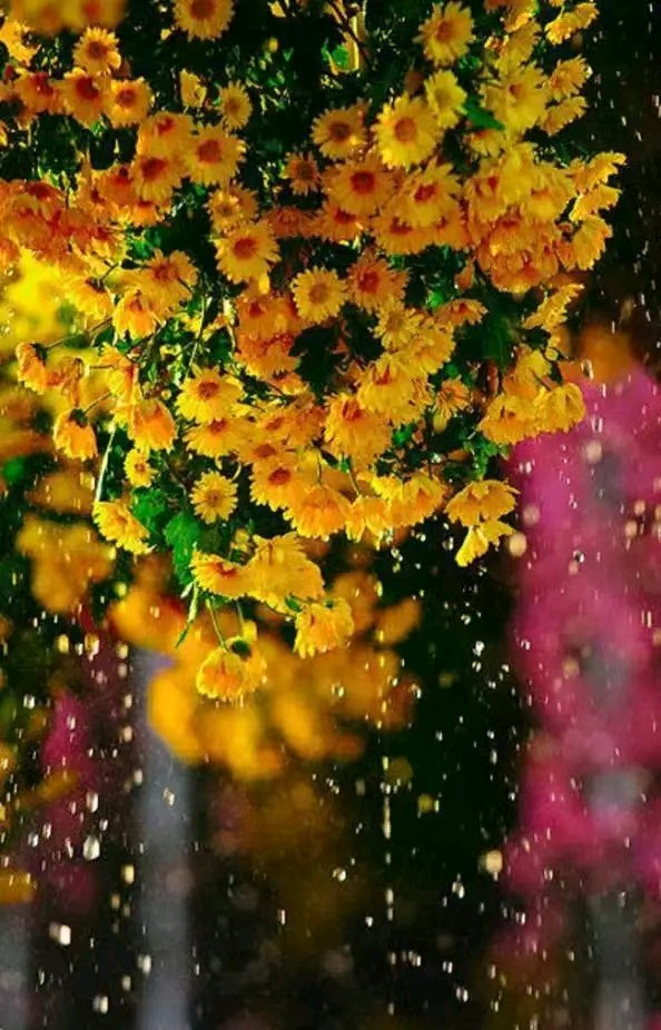 【原创】雪山飞狐:贺熙朝·相思赋（图12）