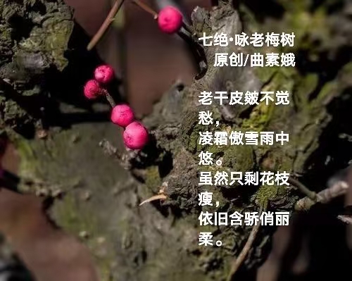 【都市头条向幸福出发编辑部】第1532期 曲素娥作品（160）