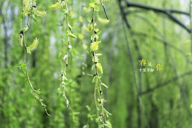 晓梅朗诵【新年有新愿】作者/王胜利（图4）