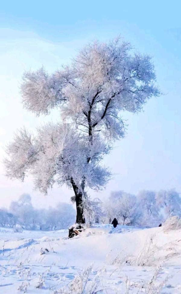 七律 冬雪 十首 文/杨振国（北京）京津沪头条（图4）