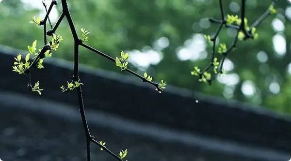 凤凰之歌朗诵【愿春光明媚 所念皆所想】作者/碑林路人（图2）
