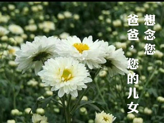 【新诗大观】想念父亲（外一首）||文/金粉玉蝶（图2）