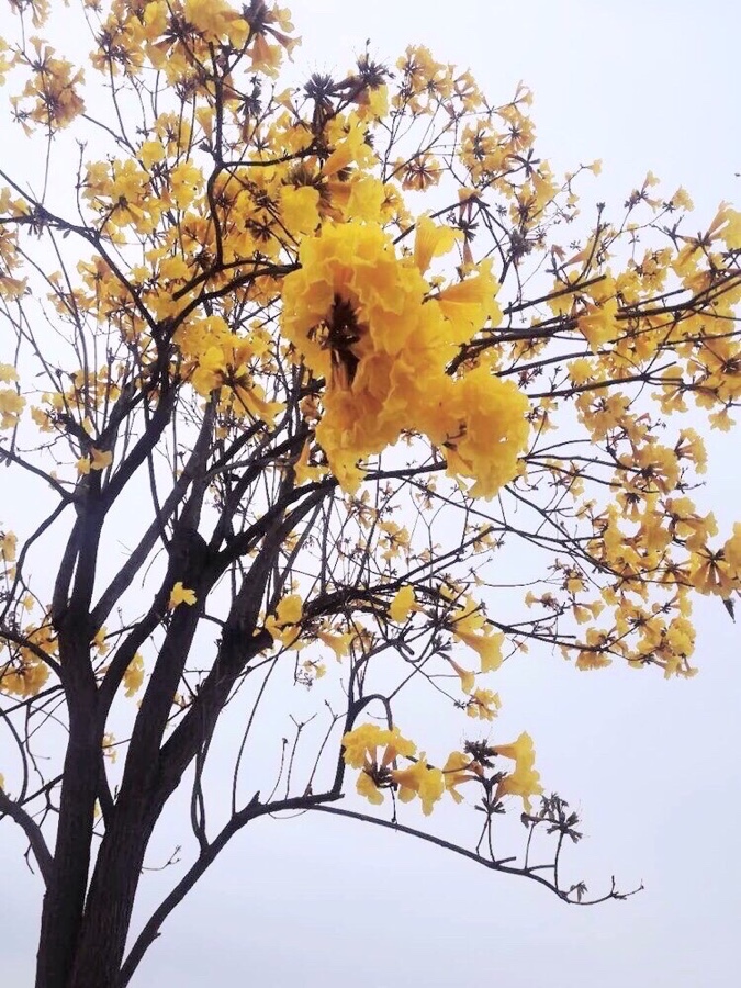 黄花风铃木（图2）